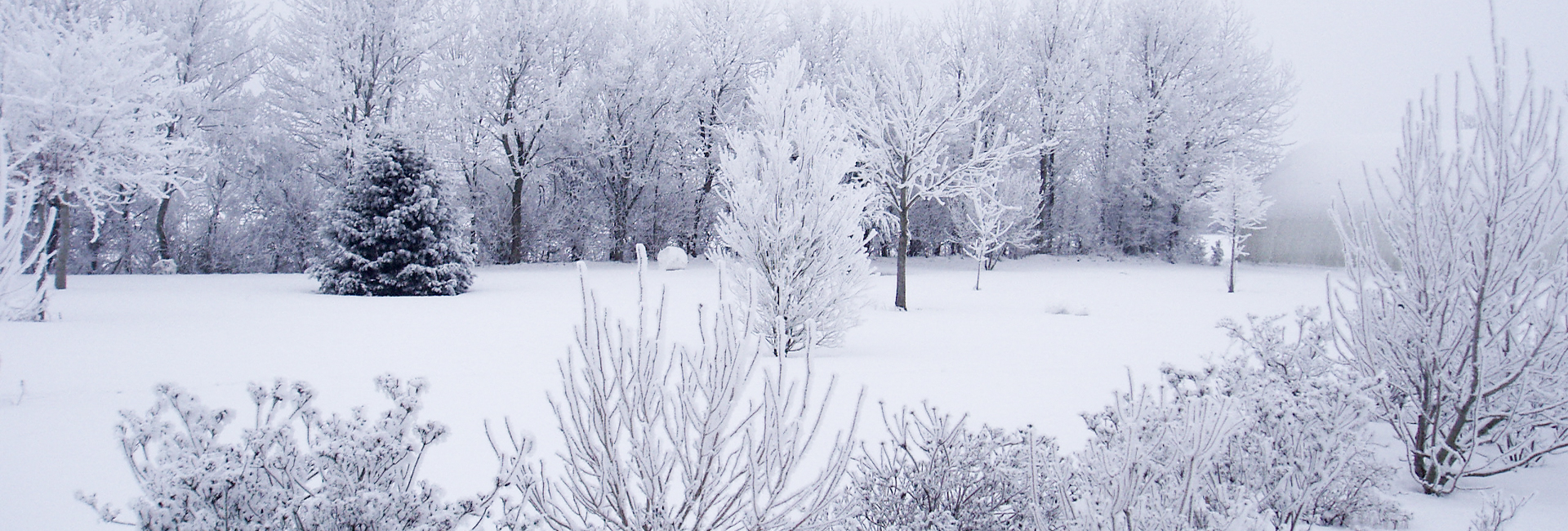 Blandede buske fra haven Blandede buske fra haven