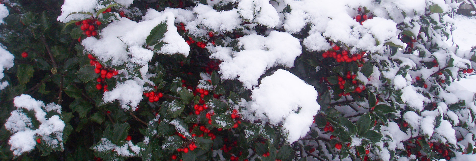 Kristtjørn med røde bær Kristtjørn med røde bær