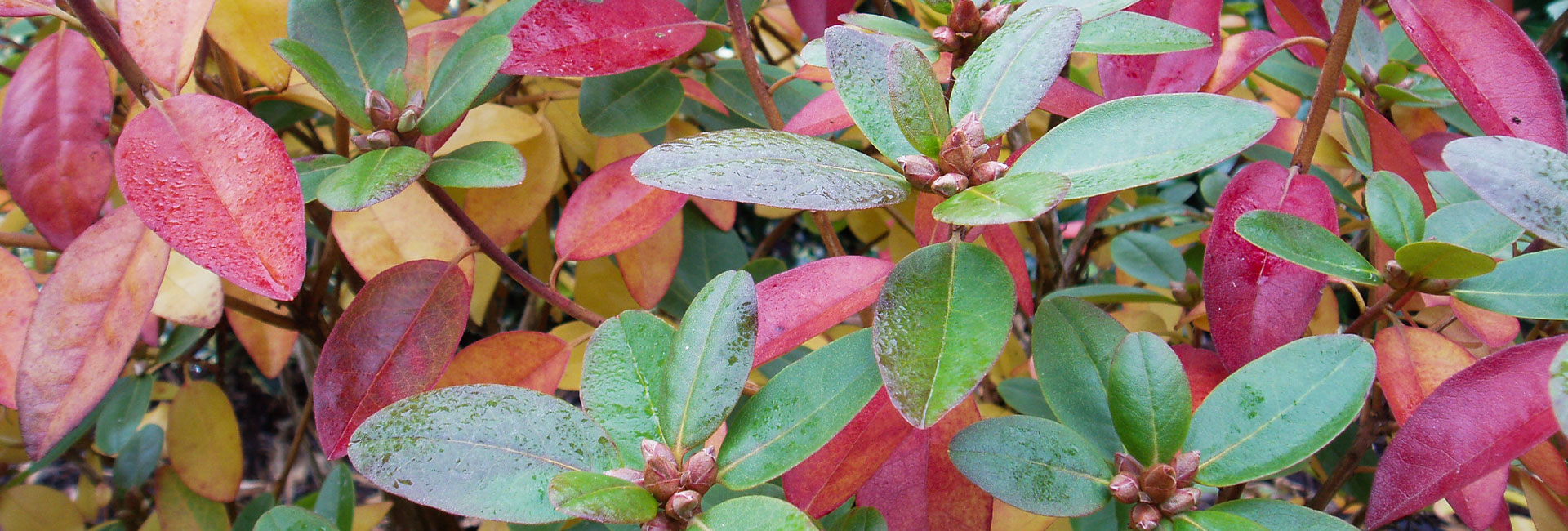 Rododendron Aars Anlæg